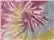 Colortone 8777y Youth Tie-dyed Hooded Sweatshirt - Desert Rose - Xs